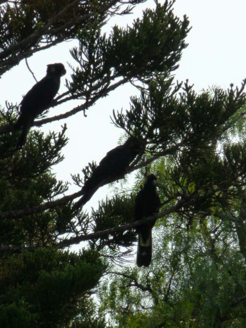 Black_cockatoos