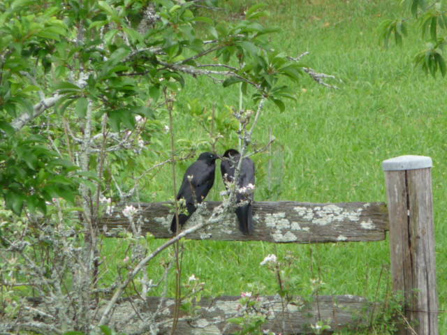 Crows2